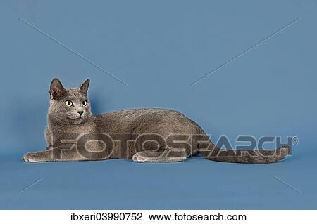 "Russian Blue, purebred cat, kitten, 12 weeks" View Large Photo Image Stock Image - "Russian Blue, purebred cat, kitten, 12 weeks". Fotosearch