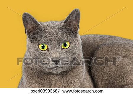 "Russian Blue, purebred cat" View Large Photo Image Stock Photo - "Russian Blue, purebred cat". Fotosearch