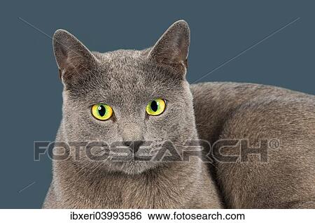 Stock Photograph - "Russian Blue, purebred cat". Fotosearch