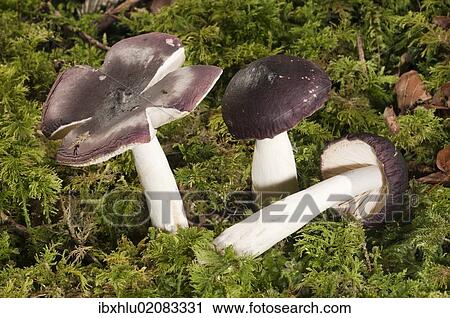 "Russula Firmula (Russula firmula), Untergroeningen, Baden-Wuerttemberg, Germany, Europe" View Large Photo Image Stock Image - "Russula Firmula (Russula firmula), Untergroeningen, Baden-Wuerttemberg, Germany, Europe". Fotosearch