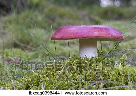 "Russula Mushroom (Russula spec. ), Henne, Region of Southern Denmark, Denmark, Europe" View Large Photo Image Stock Image - "Russula Mushroom (Russula spec. ), Henne, Region of Southern Denmark, Denmark, Europe". Fotosearch