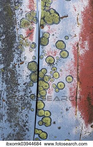"Rust, scratches and lichen on car body, Kyrko Mosse junkyard, Ryd, Tingsryd, Kronoberg County, Sweden, Europe" View Large Photo Image Picture - "Rust, scratches and lichen on car body, Kyrko Mosse junkyard, Ryd, Tingsryd, Kronoberg County, Sweden, Europe". Fotosearch