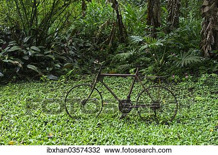 "Rusting bicycle amidst a rainforest vegetation, Santa Cruz Island, Galapagos Islands, Ecuador, South America" View Large Photo Image Stock Image - "Rusting bicycle amidst a rainforest vegetation, Santa Cruz Island, Galapagos Islands, Ecuador, South America". Fotosearch