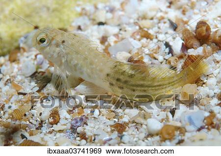 "Rusty Blenny, Black Sea Blenny (Parablennius sanguinolentus), whitebait, Black Sea, Crimea, Ukraine, Europe" View Large Photo Image Stock Photo - "Rusty Blenny, Black Sea Blenny (Parablennius sanguinolentus), whitebait, Black Sea, Crimea, Ukraine, Europe". Fotosearch