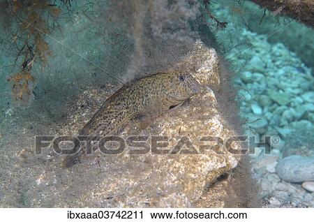 "Rusty Blenny (Parablennius sanguinolentus), Black Sea, Crimea, Ukraine, Europe" View Large Photo Image Stock Image - "Rusty Blenny (Parablennius sanguinolentus), Black Sea, Crimea, Ukraine, Europe". Fotosearch