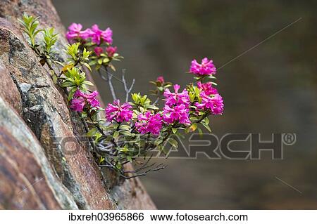 "Rusty-leaved Alpenrose (Rhododendron ferrugineum), Kaunertal valley, Tyrol, Austria, Europe" View Large Photo Image Stock Photograph - "Rusty-leaved Alpenrose (Rhododendron ferrugineum), Kaunertal valley, Tyrol, Austria, Europe". Fotosearch