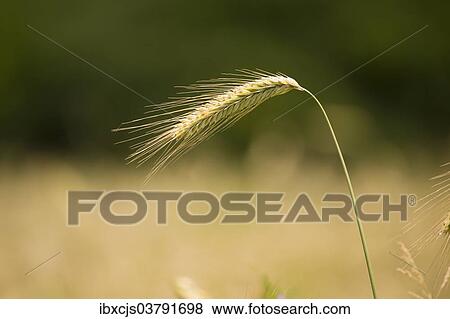 "Rye (Secale cereale), ear, North Rhine-Westphalia, Germany, Europe" View Large Photo Image Stock Photo - "Rye (Secale cereale), ear, North Rhine-Westphalia, Germany, Europe". Fotosearch