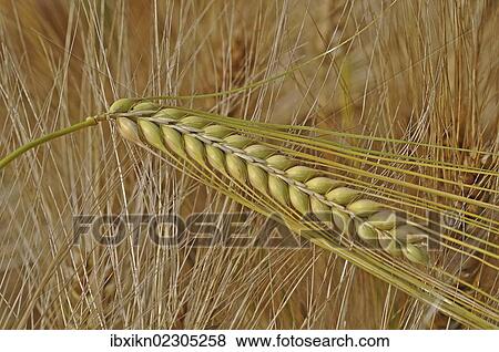 "Rye (Secale cereale), ears of rye" View Large Photo Image Stock Photo - "Rye (Secale cereale), ears of rye". Fotosearch