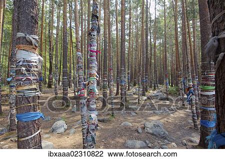 "Sacred grove, Arshan, Tunkinsky District, Republic of Buryatia, Siberia, Russian Federation, Eurasia" View Large Photo Image Stock Image - "Sacred grove, Arshan, Tunkinsky District, Republic of Buryatia, Siberia, Russian Federation, Eurasia". Fotosearch