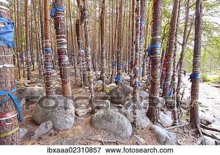 "Sacred grove, Arshan, Tunkinsky District, Republic of Buryatia, Siberia, Russian Federation, Eurasia" View Large Photo Image Stock Photo - "Sacred grove, Arshan, Tunkinsky District, Republic of Buryatia, Siberia, Russian Federation, Eurasia". Fotosearch