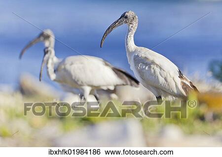 Stock Photograph - "Sacred ibises (Threskiornis aethiopicus), Table Mountain National Park, South Africa, Africa". Fotosearch
