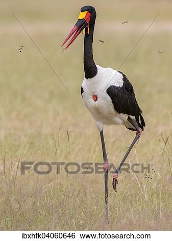 Stock Photograph - "Saddle-billed Stork (Ephippiorhynchus senegalensis), male, Murchinson Falls National Park, Uganda, Africa". Fotosearch