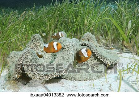 "Saddleback clownfish (Amphiprion polymnus) Bohol Sea, Philippines, Asia" View Large Photo Image Stock Image - "Saddleback clownfish (Amphiprion polymnus) Bohol Sea, Philippines, Asia". Fotosearch