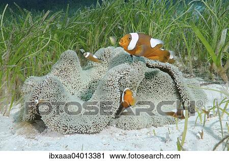 "Saddleback Clownfish or Yellowfin Anemonefish (Amphiprion polymnus), Bohol Sea, Philippines, Asia" View Large Photo Image Stock Image - "Saddleback Clownfish or Yellowfin Anemonefish (Amphiprion polymnus), Bohol Sea, Philippines, Asia". Fotosearch