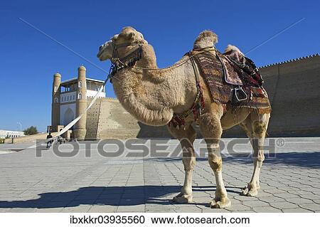"Saddled camel in front of the Ark fortress, Bukhara, Uzbekistan, Asia" View Large Photo Image Stock Image - "Saddled camel in front of the Ark fortress, Bukhara, Uzbekistan, Asia". Fotosearch