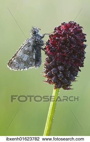 Stock Image - Safflower Skipper (Pyrgus fritillaries). Fotosearch
