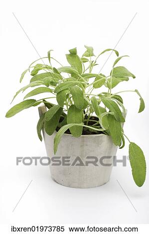 "Sage (Salvia), herb, medicinal plant" View Large Photo Image Stock Photography - "Sage (Salvia), herb, medicinal plant". Fotosearch