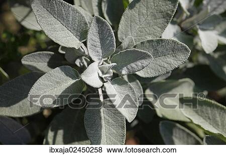 Sage (Salvia) View Large Photo Image Stock Photo - Sage (Salvia). Fotosearch