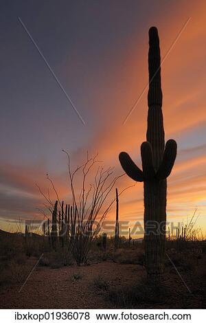 Stock Photo - "Saguaro Cactus (Carnegiea gigantea), Organ Pipe Cactus National Monument, Arizona, USA, America". Fotosearch