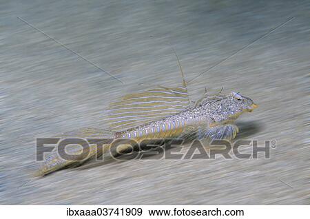 "Sailfin Dragonet (Callionymus pusillus), male, Black Sea, Crimea, Ukraine, Europe" View Large Photo Image Stock Photo - "Sailfin Dragonet (Callionymus pusillus), male, Black Sea, Crimea, Ukraine, Europe". Fotosearch