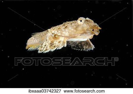 "Sailfin Dragonet (Callionymus pusillus), female, Black Sea, Crimea, Ukraine, Europe" View Large Photo Image Stock Photo - "Sailfin Dragonet (Callionymus pusillus), female, Black Sea, Crimea, Ukraine, Europe". Fotosearch