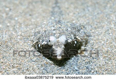 "Sailfin Dragonet (Callionymus pusillus), female, Black Sea, Crimea, Russia, Europe" View Large Photo Image Stock Photo - "Sailfin Dragonet (Callionymus pusillus), female, Black Sea, Crimea, Russia, Europe". Fotosearch