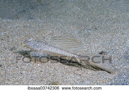 "Sailfin Dragonet (Callionymus pusillus), male, Black Sea, Crimea, Ukraine, Europe" View Large Photo Image Stock Photograph - "Sailfin Dragonet (Callionymus pusillus), male, Black Sea, Crimea, Ukraine, Europe". Fotosearch