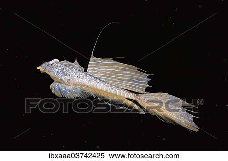 "Sailfin Dragonet (Callionymus pusillus), male, Black Sea, Crimea, Ukraine, Europe" View Large Photo Image Stock Photography - "Sailfin Dragonet (Callionymus pusillus), male, Black Sea, Crimea, Ukraine, Europe". Fotosearch
