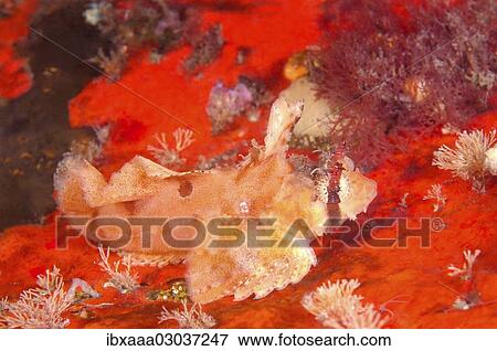 Stock Photo - "Sailfin Sculpin (Nautichthys oculofasciatus), Japan sea, Primorsky Krai, Russia, Europe". Fotosearch