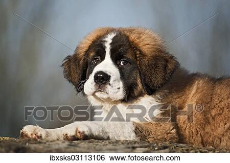 Stock Photograph - "Saint Bernard puppy, lying, Germany, Europe". Fotosearch