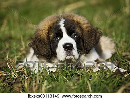 "Saint Bernard puppy lying in the grass, Germany, Europe" View Large Photo Image Stock Photo - "Saint Bernard puppy lying in the grass, Germany, Europe". Fotosearch