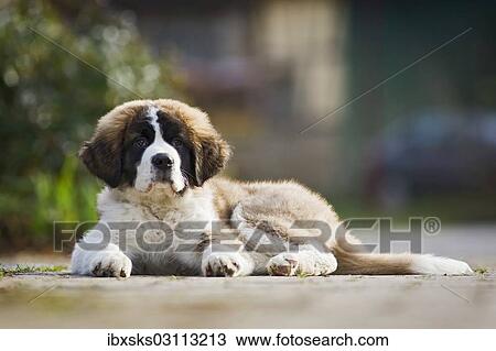 "Saint Bernard puppy lying on the sidewalk, Germany, Europe" View Large Photo Image Stock Image - "Saint Bernard puppy lying on the sidewalk, Germany, Europe". Fotosearch