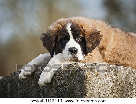 "Saint Bernard puppy lying tired on a boulder, Germany, Europe" View Large Photo Image Stock Image - "Saint Bernard puppy lying tired on a boulder, Germany, Europe". Fotosearch