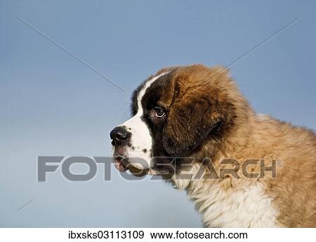 Stock Photo - "Saint Bernard puppy, portrait against blue sky, Germany, Europe". Fotosearch