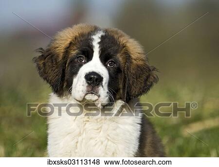 "Saint Bernard puppy, portrait, Germany, Europe" View Large Photo Image Stock Photo - "Saint Bernard puppy, portrait, Germany, Europe". Fotosearch