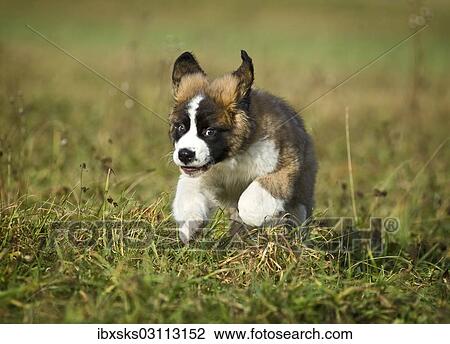 "Saint Bernard puppy running across a meadow, Germany, Europe" View Large Photo Image Stock Image - "Saint Bernard puppy running across a meadow, Germany, Europe". Fotosearch