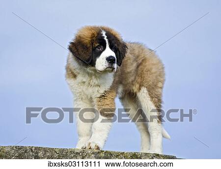 "Saint Bernard puppy standing on a boulder, Germany, Europe" View Large Photo Image Stock Image - "Saint Bernard puppy standing on a boulder, Germany, Europe". Fotosearch