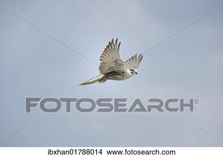 "Saker falcon (Falco cherrug), Carinthia, Austria, Europe" View Large Photo Image Picture - "Saker falcon (Falco cherrug), Carinthia, Austria, Europe". Fotosearch