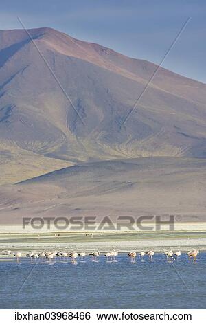 Stock Photograph - "Salar del Huasco and James's Flamingos (Phoenicoparrus jamesi), Pica, Tarapaca Region, Chile, South America". Fotosearch