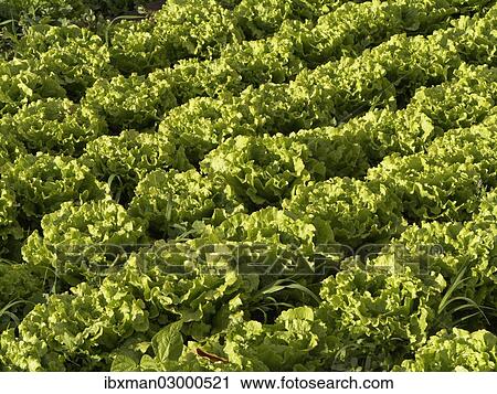 "Salat growing in rows on a field, La Gomera, Valle Gran Rey, Canary Islands, Spain, Europe" View Large Photo Image Stock Image - "Salat growing in rows on a field, La Gomera, Valle Gran Rey, Canary Islands, Spain, Europe". Fotosearch