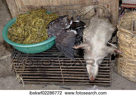 "Sale of meat, here a rat and songbirds, on the weekly market in Phansavan, Laos, Southeast Asia, Asia" View Large Photo Image Stock Image - "Sale of meat, here a rat and songbirds, on the weekly market in Phansavan, Laos, Southeast Asia, Asia". Fotosearch