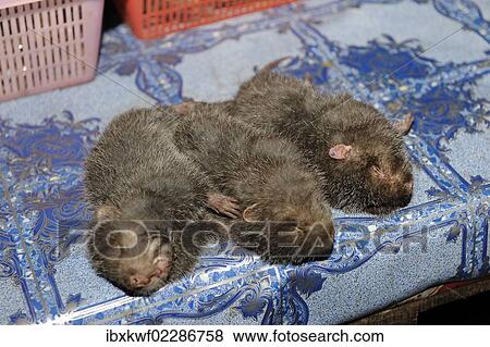 "Sale of rodent meat, lesser bamboo rat (Cannomys badius), on the weekly market in Phansavan, Laos, Southeast Asia, Asia" View Large Photo Image Stock Photo - "Sale of rodent meat, lesser bamboo rat (Cannomys badius), on the weekly market in Phansavan, Laos, Southeast Asia, Asia". Fotosearch