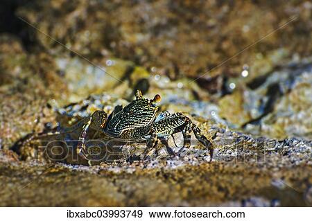 "Sally-light-foot crab (Grapsus albolineatus), Wakatobi Dive Resort, Sulawesi, Indonesia, Asia" View Large Photo Image Stock Photo - "Sally-light-foot crab (Grapsus albolineatus), Wakatobi Dive Resort, Sulawesi, Indonesia, Asia". Fotosearch