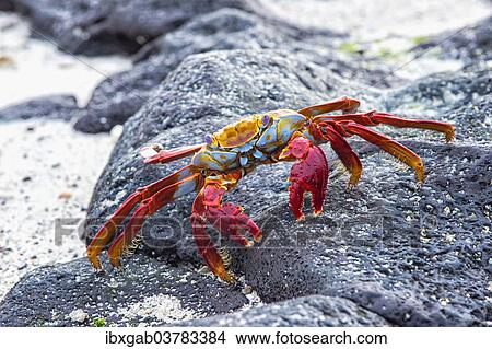 "Sally Lightfoot crab (Grapsus grapsus), Galapagos" View Large Photo Image Picture - "Sally Lightfoot crab (Grapsus grapsus), Galapagos". Fotosearch