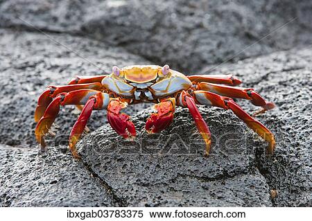 "Sally Lightfoot crab (Grapsus grapsus), Galapagos" View Large Photo Image Stock Photography - "Sally Lightfoot crab (Grapsus grapsus), Galapagos". Fotosearch