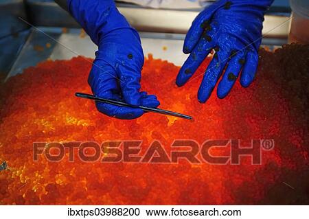 "Salmon caviar, Russian specialty, bad salmon eggs are sorted out by hand, Kamchatka Peninsula, Russia, Europe" View Large Photo Image Stock Image - "Salmon caviar, Russian specialty, bad salmon eggs are sorted out by hand, Kamchatka Peninsula, Russia, Europe". Fotosearch