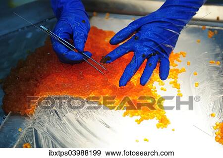 "Salmon caviar, Russian specialty, bad salmon eggs are sorted out by hand, Kamchatka Peninsula, Russia, Europe" View Large Photo Image Stock Photo - "Salmon caviar, Russian specialty, bad salmon eggs are sorted out by hand, Kamchatka Peninsula, Russia, Europe". Fotosearch