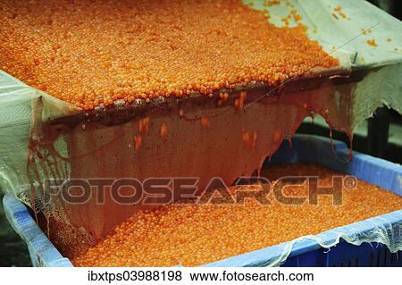 Stock Photo - "Salmon caviar, Russian specialty, being cleaned in a washing process, Kamchatka Peninsula, Russia, Europe". Fotosearch