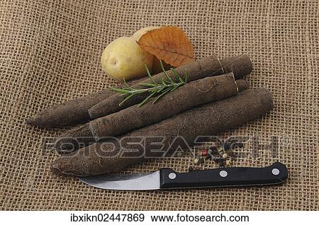 "Salsify roots in a tin, kitchen knife, potatoes" View Large Photo Image Stock Photo - "Salsify roots in a tin, kitchen knife, potatoes". Fotosearch