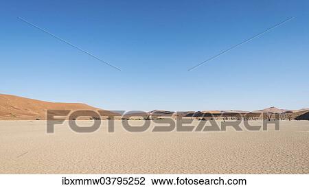 "Salt and clay pan, Deadvlei, Sossusvlei, Namib Desert, Namibia, Africa" View Large Photo Image Stock Image - "Salt and clay pan, Deadvlei, Sossusvlei, Namib Desert, Namibia, Africa". Fotosearch